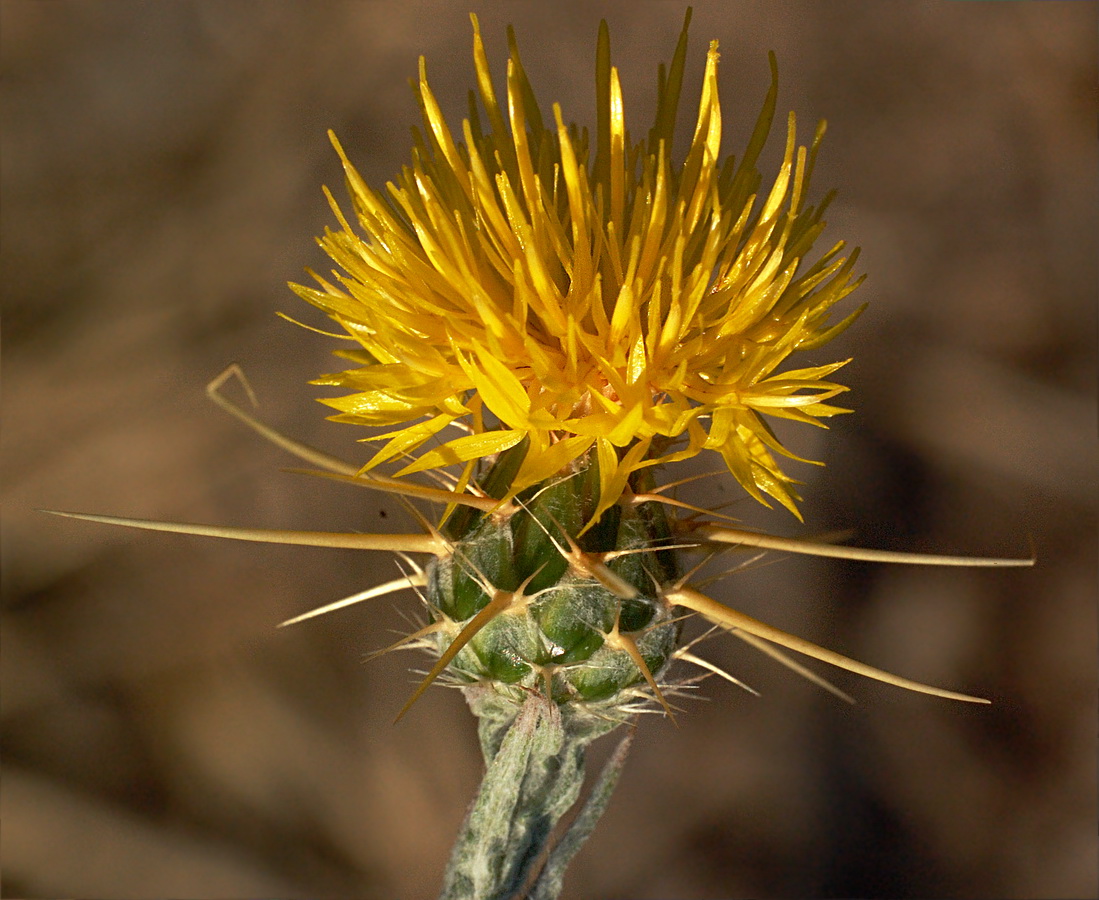 Image of Centaurea solstitialis specimen.