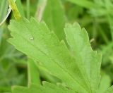 Potentilla reptans. Часть листа. Ростовская обл., дельта Дона, Подазовье, окр. хутора Узяк. 12 июня 2011 г.