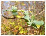 Lonicera etrusca. Часть веточки с молодыми побегами. Черноморское побережье Кавказа, Новороссийск, близ мыса Шесхарис, пушистодубовый лес у приморского обрыва. 10 января 2011 г.