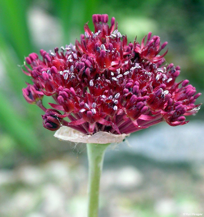 Image of Allium cardiostemon specimen.