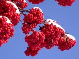 Sorbus aucuparia. Плоды под снегом. Киев, Святошинский лес. Ноябрь 2004 г.
