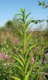 Solidago gigantea