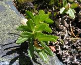 Rhodiola krylovii