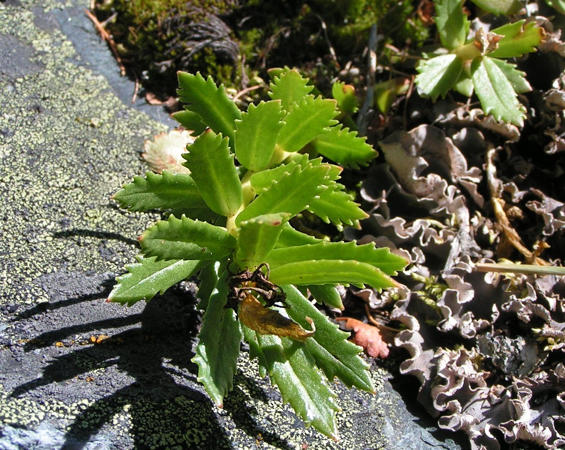 Изображение особи Rhodiola krylovii.