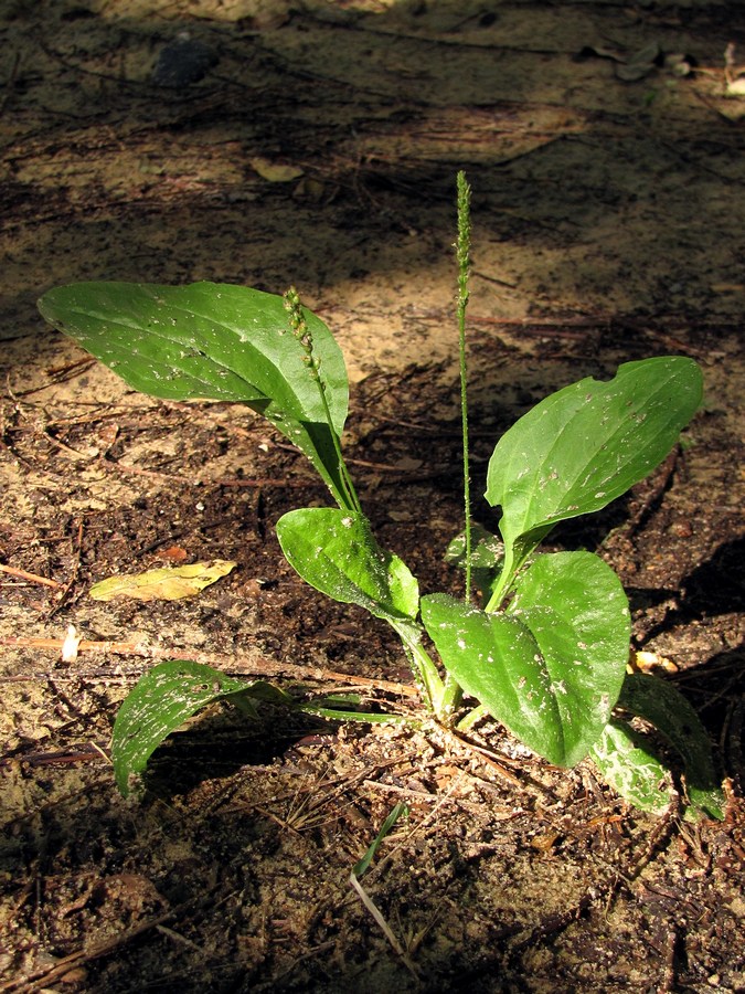 Изображение особи Plantago major.