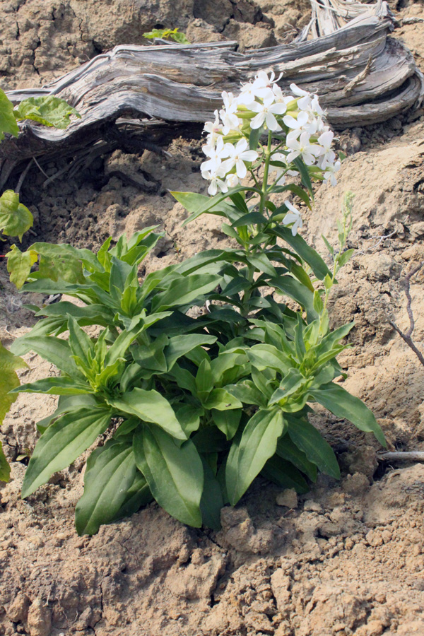 Image of Saponaria officinalis specimen.