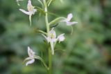 Platanthera &times; hybrida