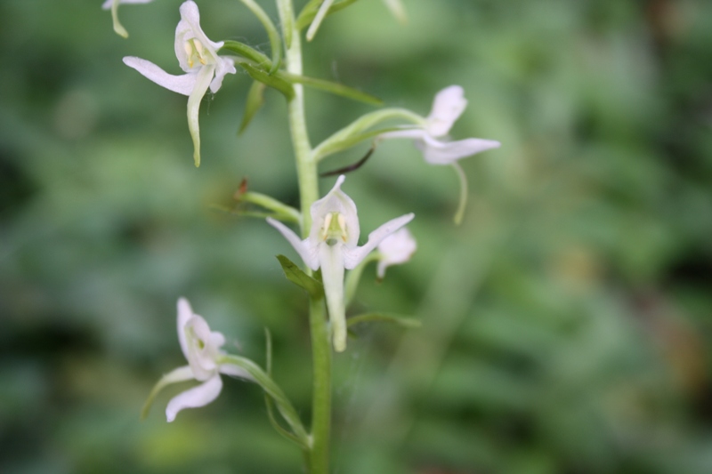 Изображение особи Platanthera &times; hybrida.