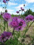 View full-size image Centaurea scabiosa