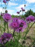 Centaurea scabiosa