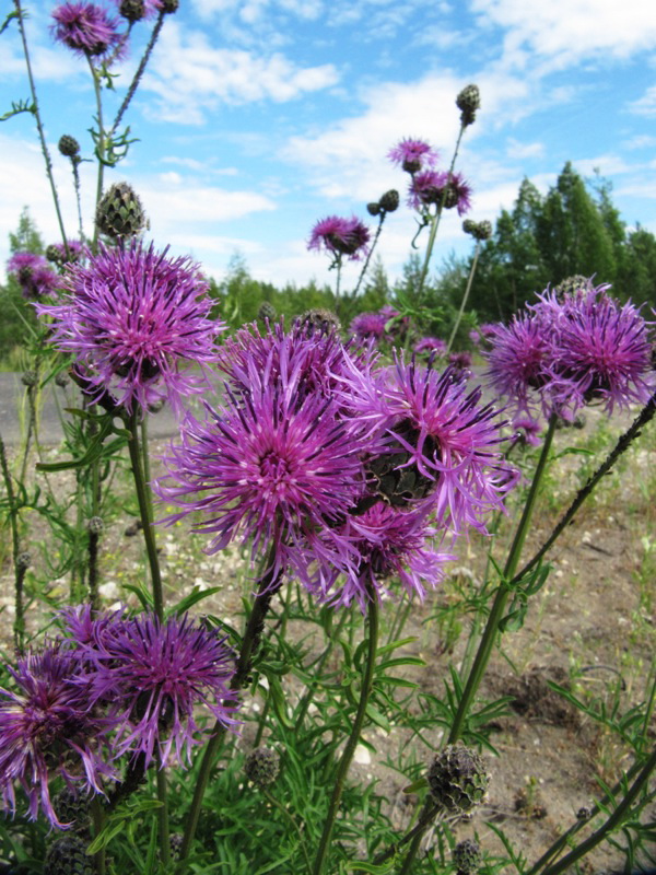 Image of Centaurea scabiosa specimen.