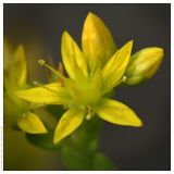 Image of taxon representative. Author is Вадим Прохоров