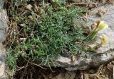 Astragalus dianthus