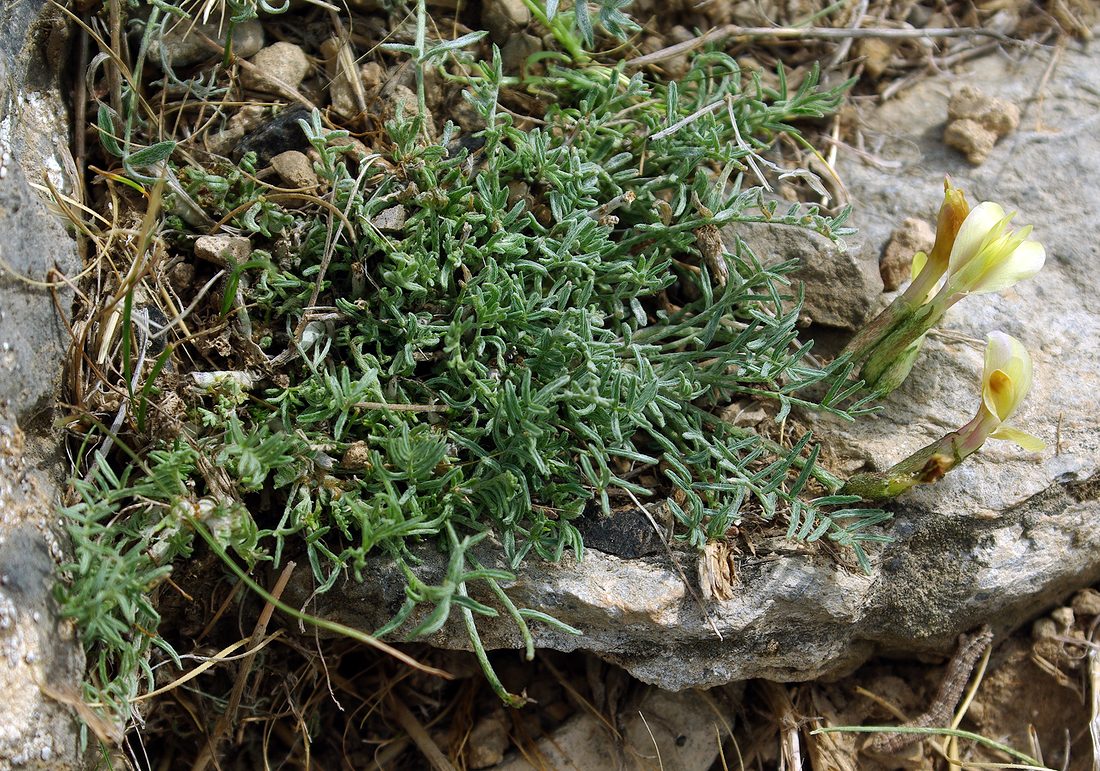 Image of Astragalus dianthus specimen.