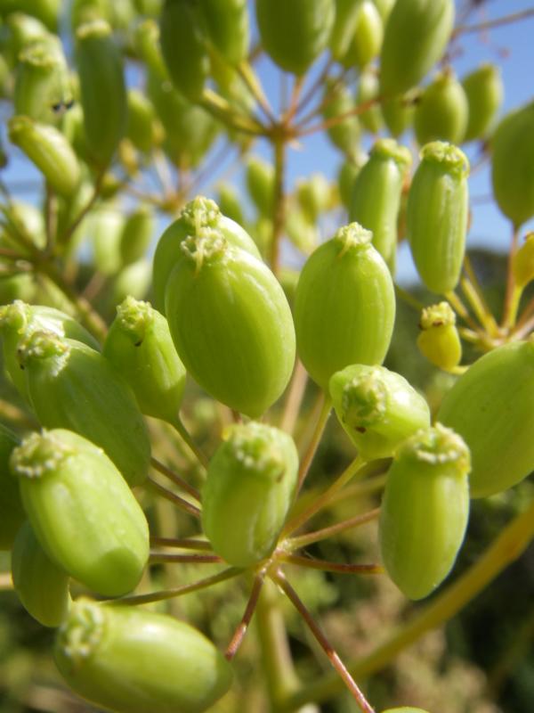 Изображение особи Ferula akitschkensis.