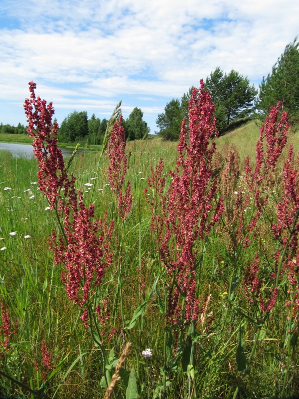 Изображение особи Rumex thyrsiflorus.