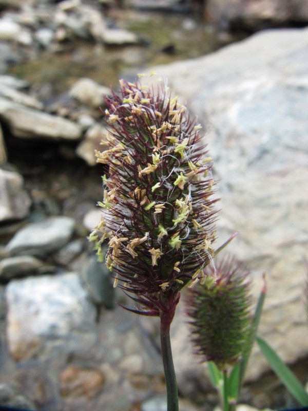 Изображение особи Phleum alpinum.