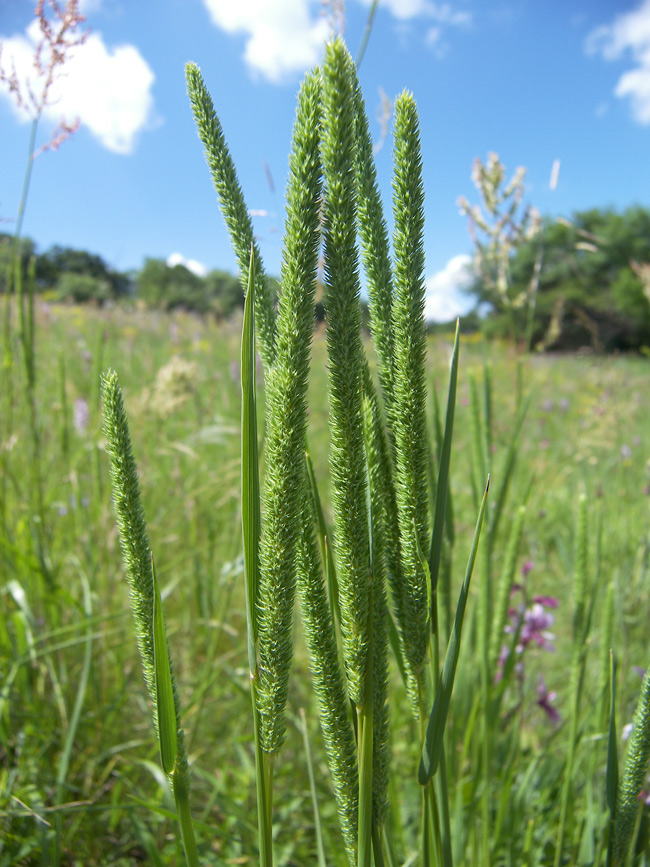 Изображение особи Phleum phleoides.