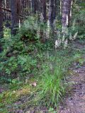 Calamagrostis arundinacea