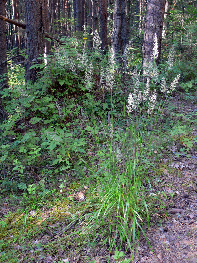 Изображение особи Calamagrostis arundinacea.