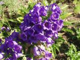 Campanula medium