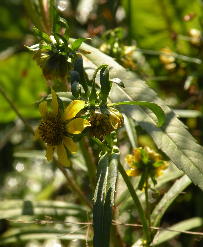 Image of Bidens cernua var. radiata specimen.