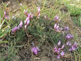 Astragalus subuliformis