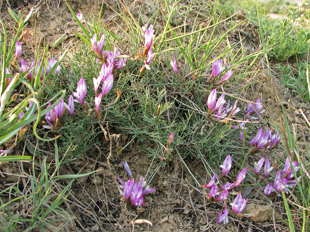 Image of Astragalus subuliformis specimen.