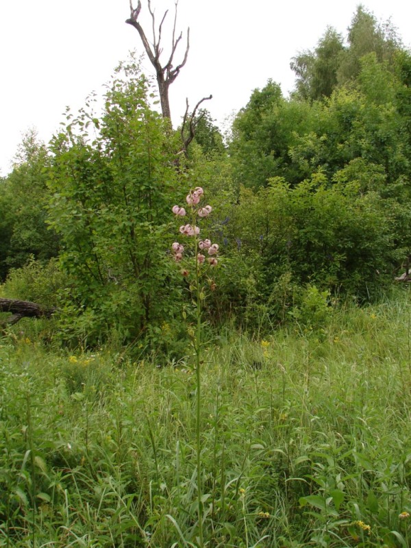 Изображение особи Lilium martagon.