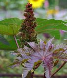 Ricinus communis. Верхушка плодоносящего растения. Московская обл., дачный участок. 03.08.2007.