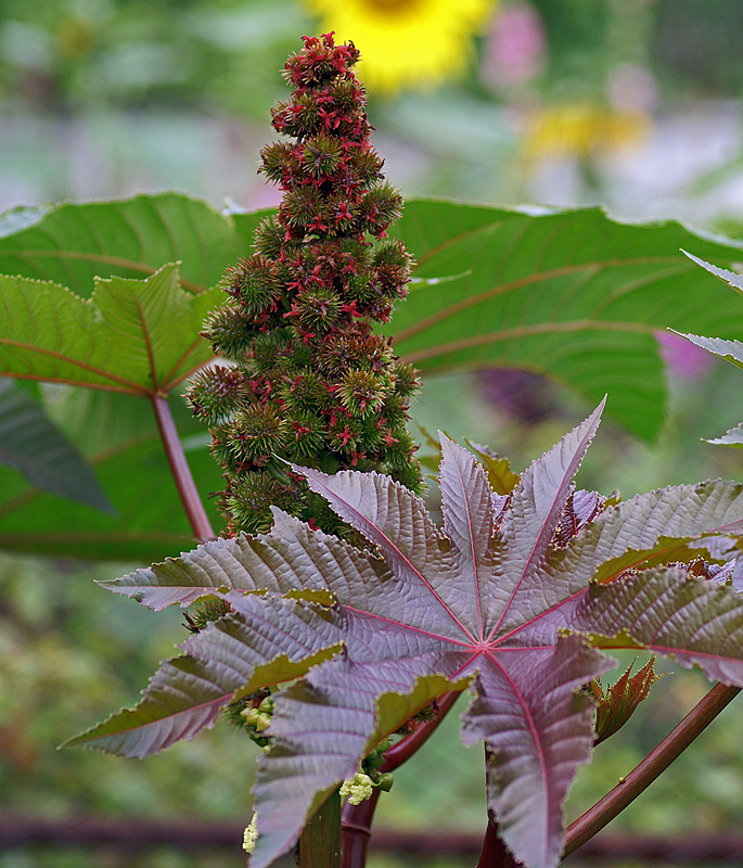 Image of Ricinus communis specimen.