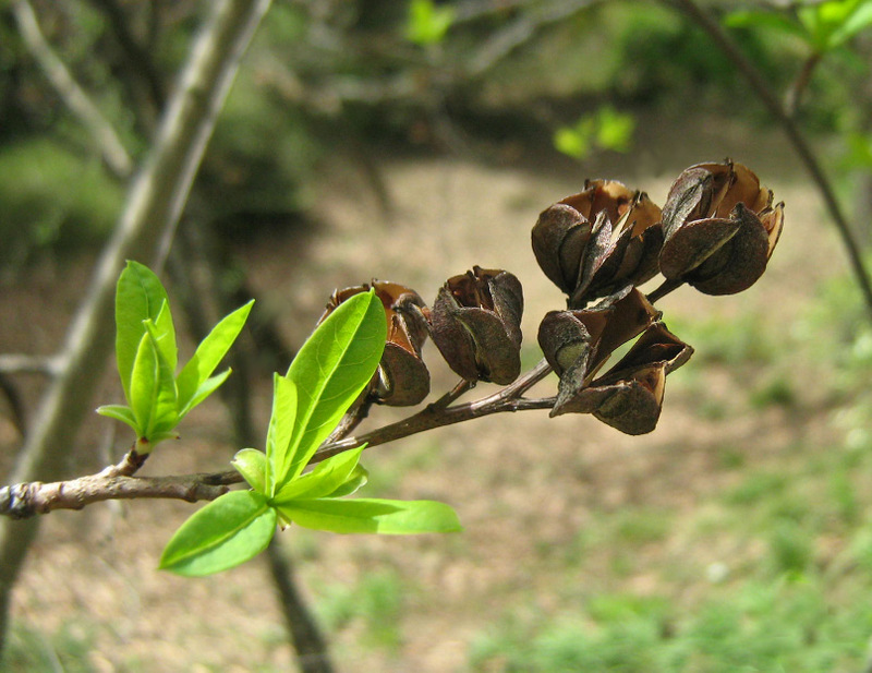 Image of Exochorda korolkowii specimen.