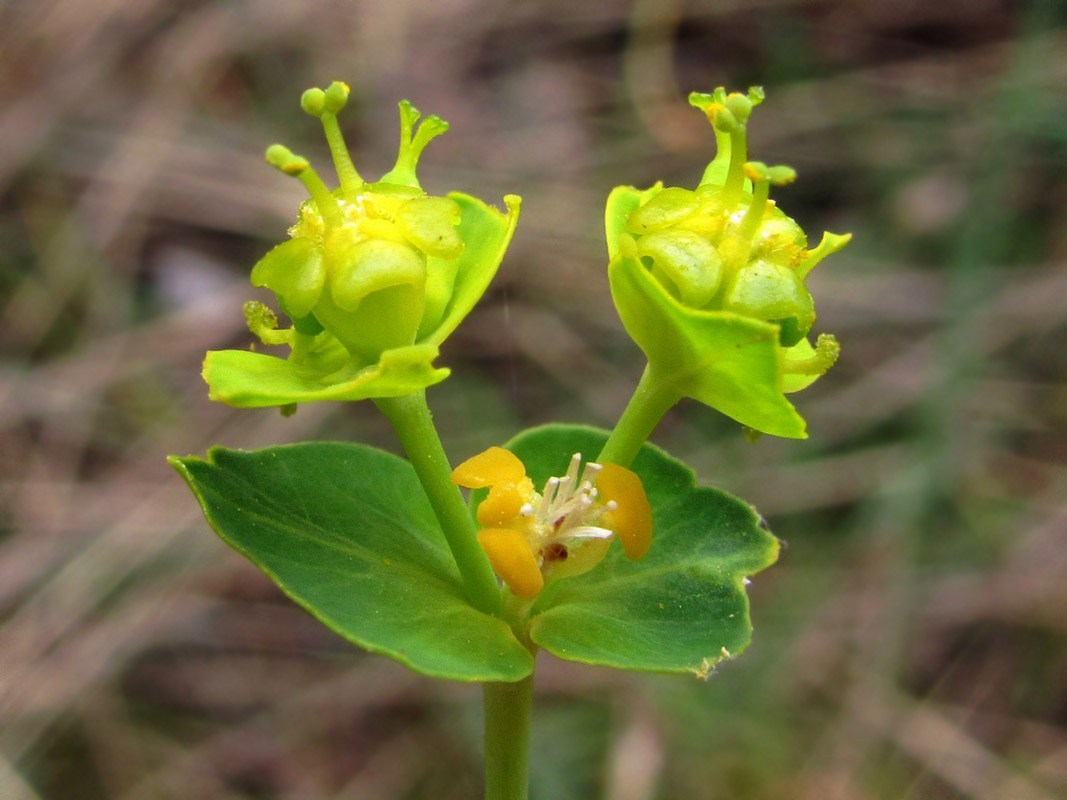 Изображение особи Euphorbia agraria.