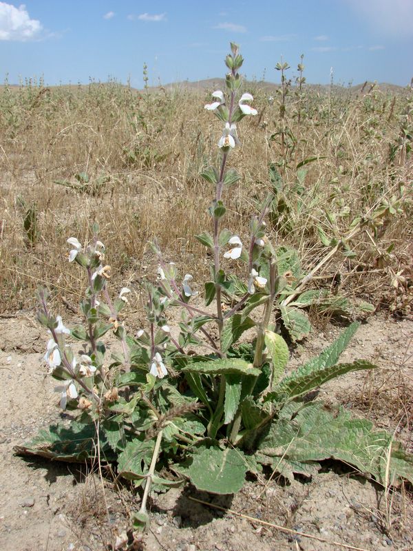 Image of Phlomoides uniflora specimen.