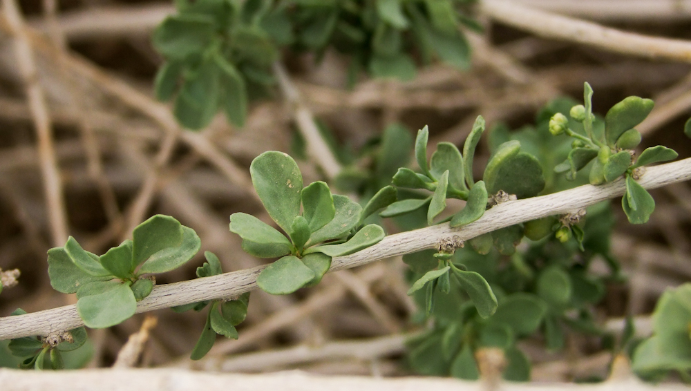 Image of Nitraria retusa specimen.