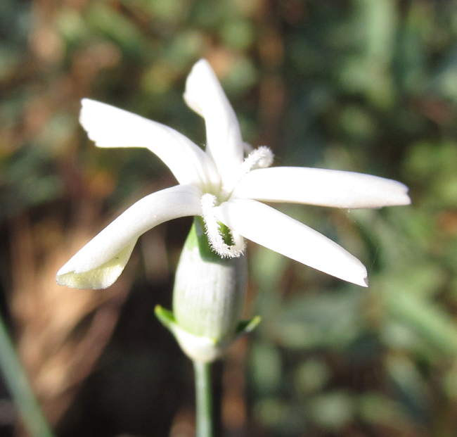 Изображение особи Dianthus marschallii.