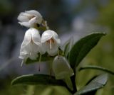 Vaccinium vitis-idaea. Верхушка цветущего растения. Смоленская обл., Смоленский р-н, окр. пос. Каспля, опушка леса. 03.06.2012.