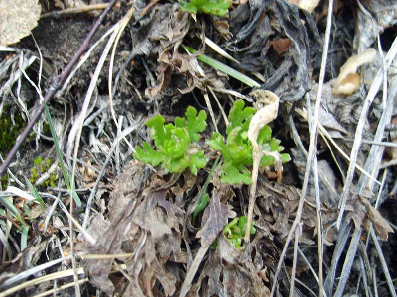 Image of Chrysanthemum zawadskii specimen.