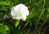 Calystegia sepium