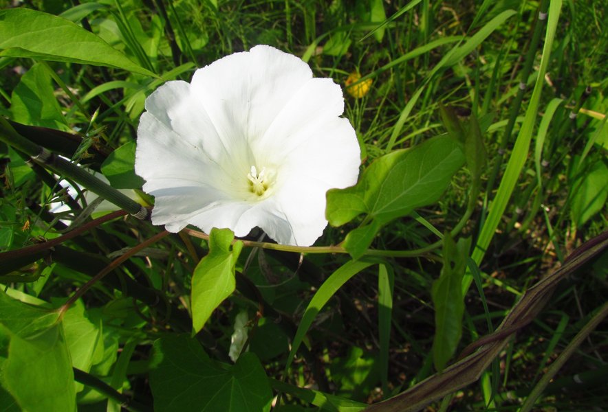 Image of Calystegia sepium specimen.