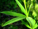 Trifolium lupinaster. Лист. Республика Саха (Якутия), Томпонский р-н, с. Кескил. 02.07.2012.