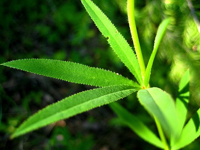 Изображение особи Trifolium lupinaster.