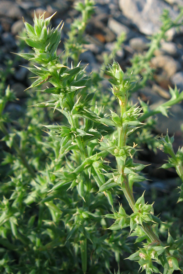 Image of Salsola pontica specimen.