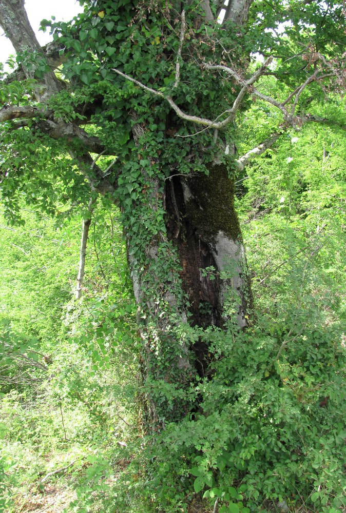 Изображение особи Carpinus betulus.