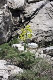 Ferula tenuisecta. Зацветающее растение. Южный Казахстан, хр. Боролдайтау, гора Нурбай; 1100 м н.у.м. 23.04.2012.