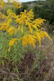 Solidago canadensis