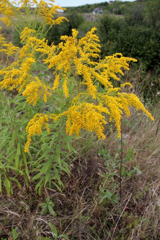 Image of Solidago canadensis specimen.