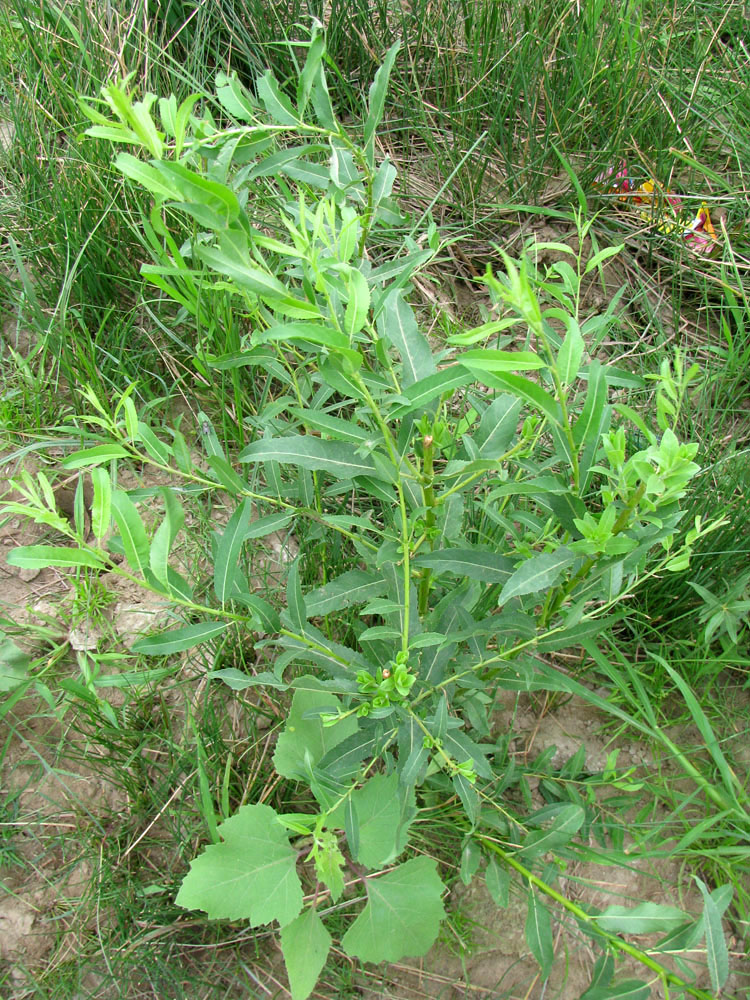 Image of Salix &times; alopecuroides specimen.