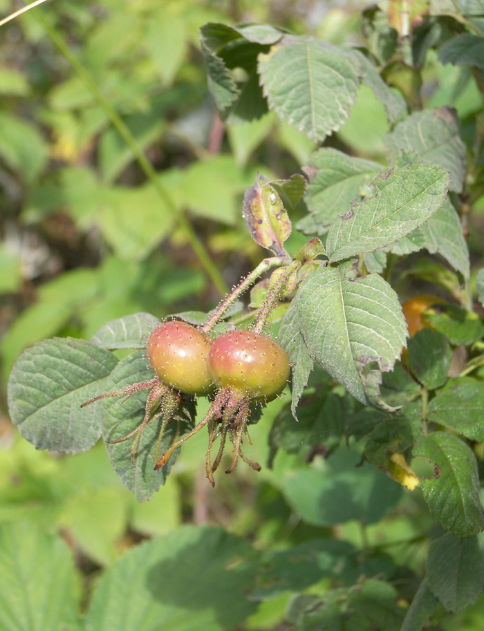 Image of Rosa galushkoi specimen.