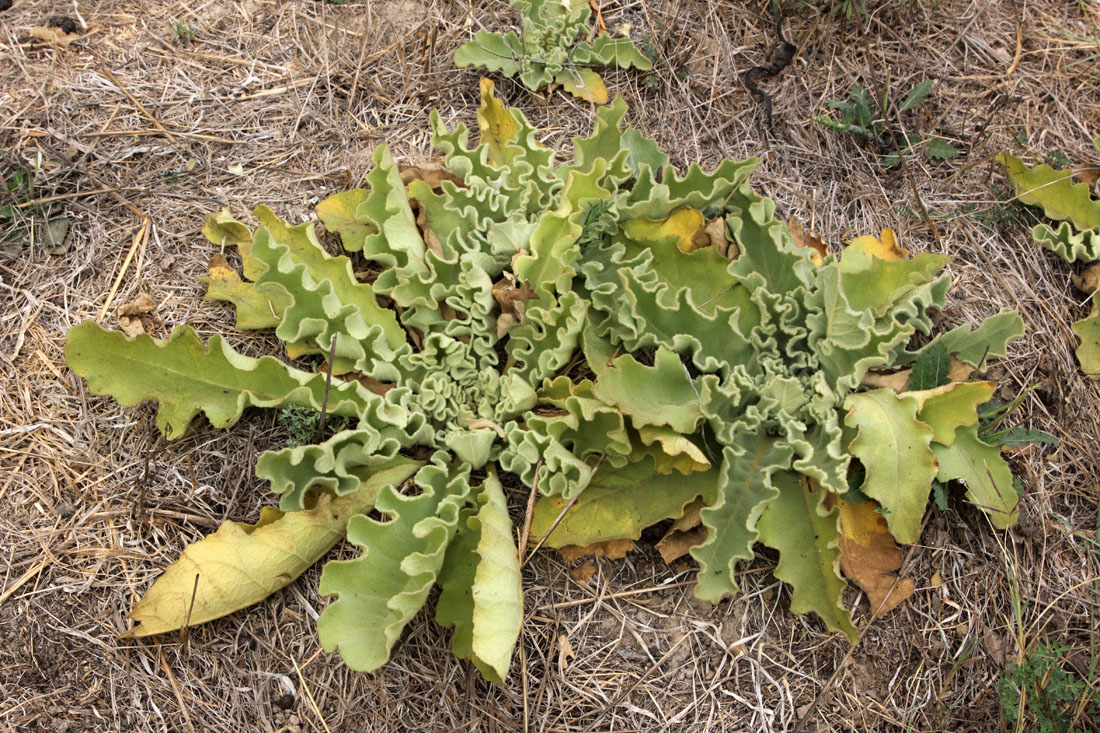 Изображение особи Verbascum sinuatum.